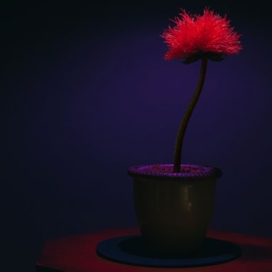 © LJ7.jpg